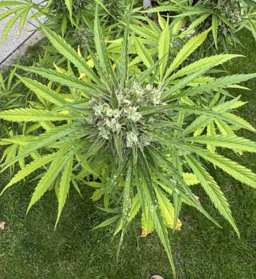 Green Crack F1 Auto. Week 11