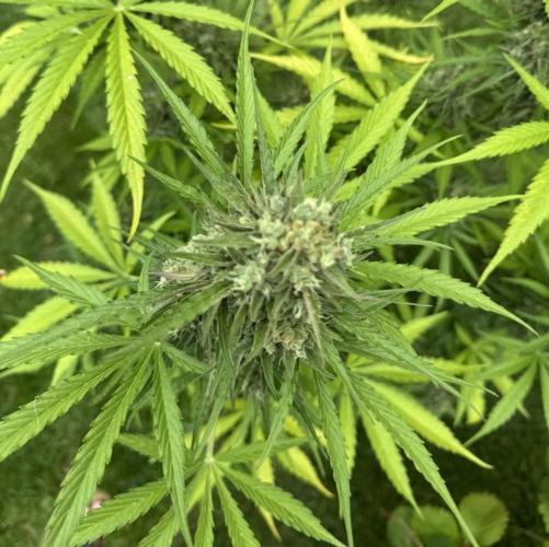 Green Crack F1 Auto. Week 11