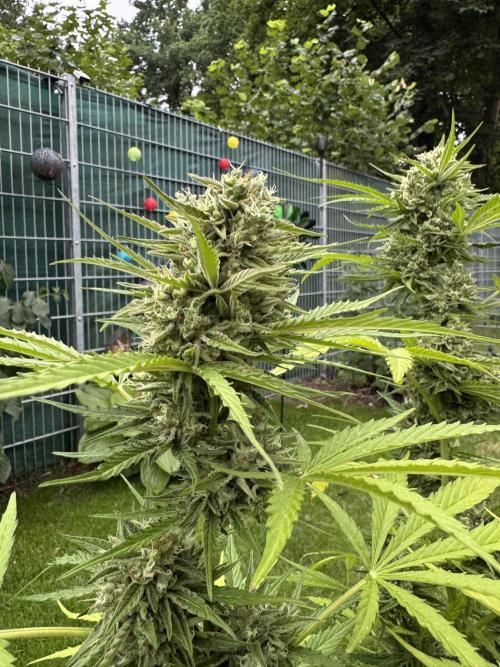 Green Crack F1 Auto. Week 11