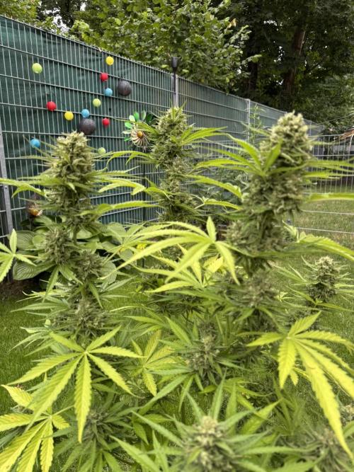 Green Crack F1 Automatic. Week 11