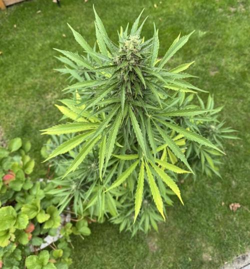 Pink Rozay Auto. Week 11