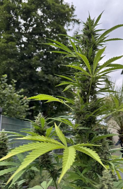Pink Rozay Auto. Week 11
