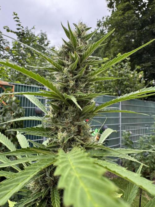 Pink Rozay Auto. Week 11
