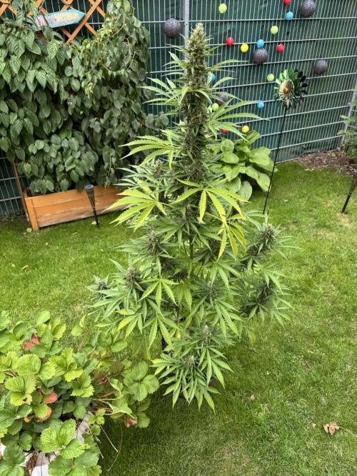 Pink Rozay Auto. Week 11