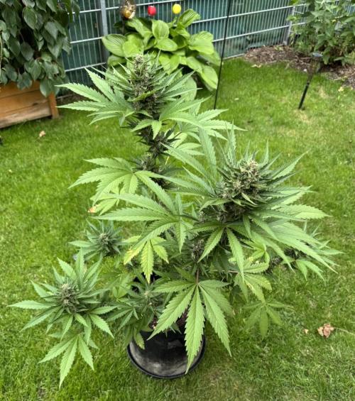Banana Purple Auto. Week 8