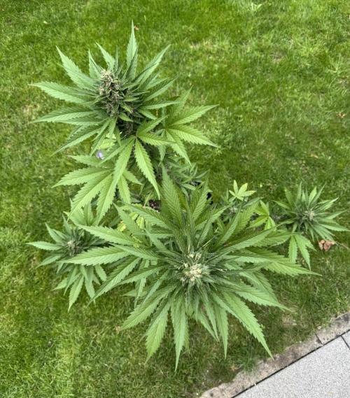 Banana Purple Auto. Week 8