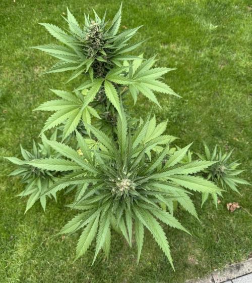 Banana Purple Auto. Week 8