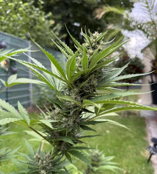 Banana Purple Auto. Week 8