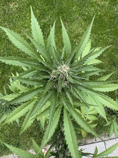 Banana Purple Auto. Week 8