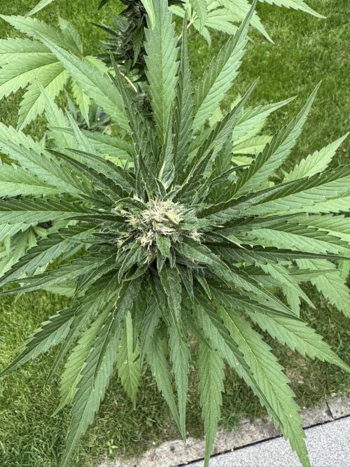 Banana Purple Auto. Week 8