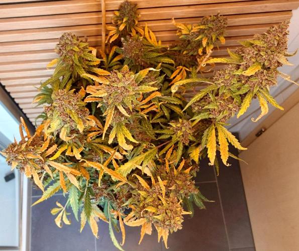 Banana Purple Punch Auto RF3. Week 14
