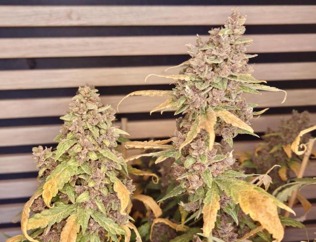 Banana Purple Punch Auto RF3. Week 14
