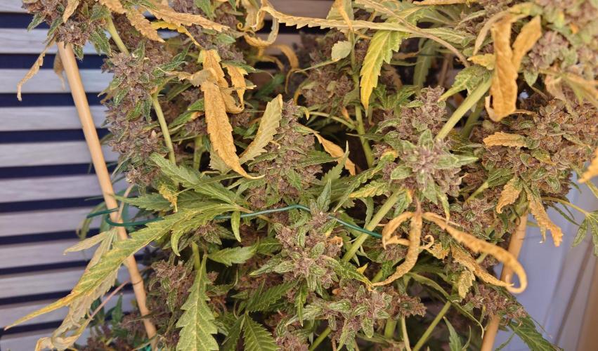Banana Purple Punch Auto RF3. Week 14