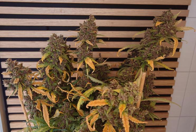 Banana Purple Punch Auto RF3. Week 14