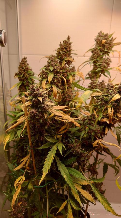 Banana Purple Punch Auto RF3. Week 14
