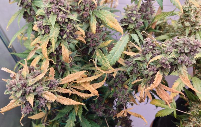 Banana Purple Punch Auto RF3. Week 14