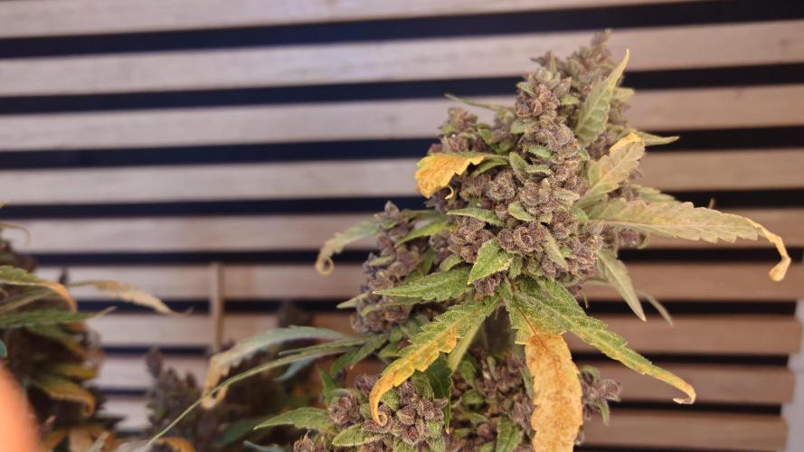 Banana Purple Punch Auto RF3. Week 14