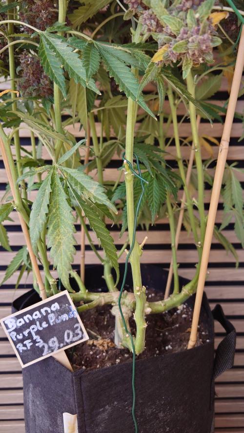 Banana Purple Punch Auto RF3. Week 14