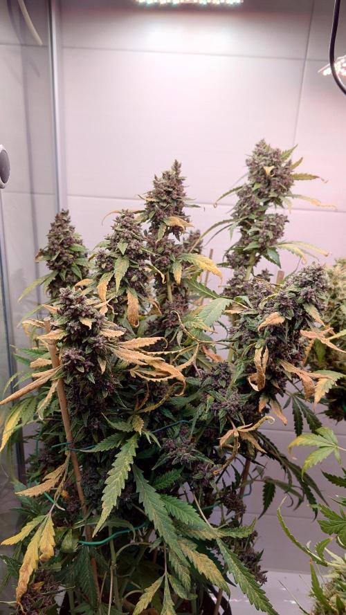 Banana Purple Punch Auto RF3. Week 14
