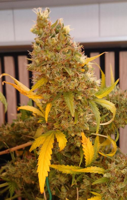 Lemon Cherry Gelato Automatic. Week 14