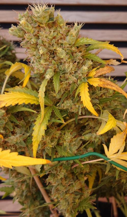 Lemon Cherry Gelato Automatic. Week 14