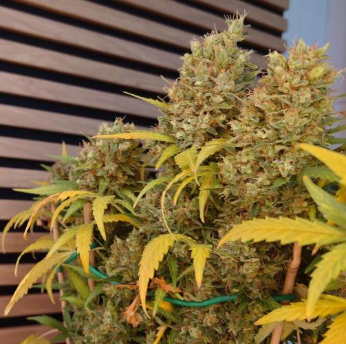 Lemon Cherry Gelato Automatic. Week 14