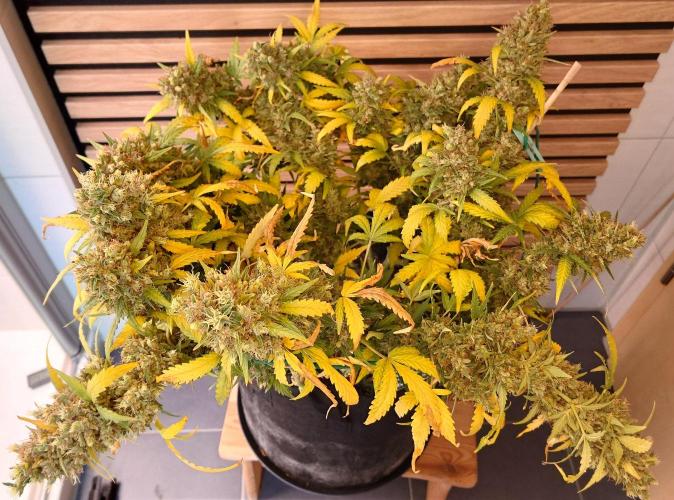 Lemon Cherry Gelato Automatic. Week 14