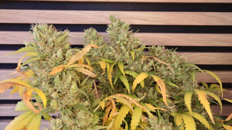 Lemon Cherry Gelato Automatic. Week 14