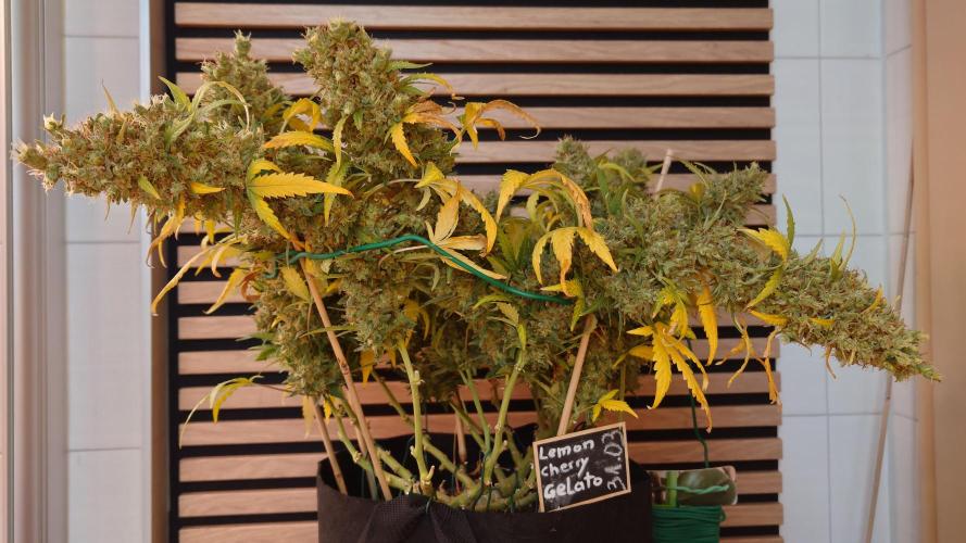 Lemon Cherry Gelato Automatic. Week 14