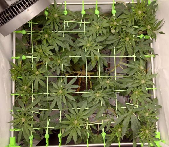 The Tropical Ice Cream One. Week 8