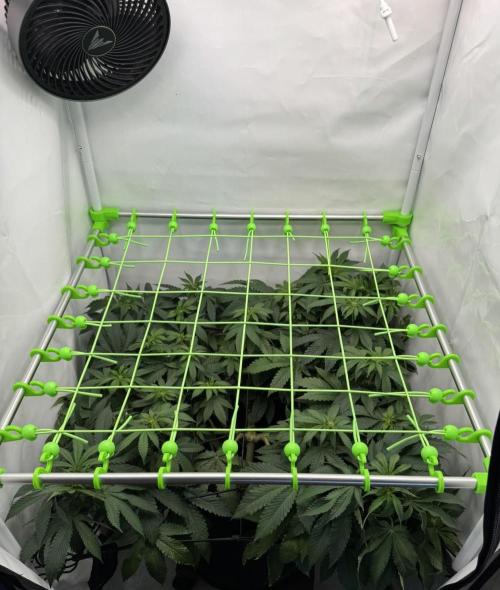 The Tropical Ice Cream One. Week 8