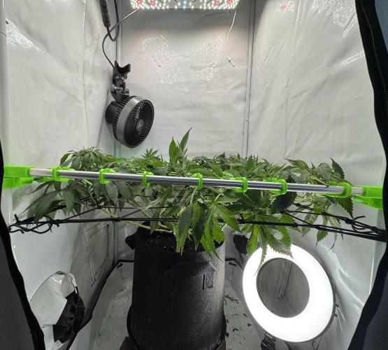 The Tropical Ice Cream One. Week 8