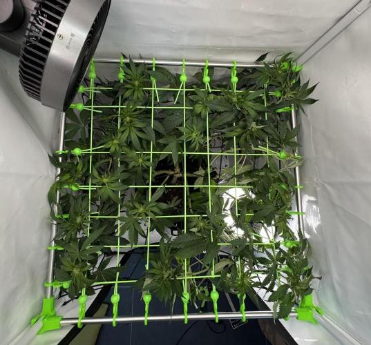 The Tropical Ice Cream One. Week 8