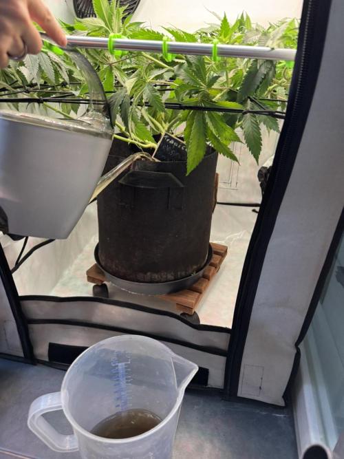 The Tropical Ice Cream One. Week 8