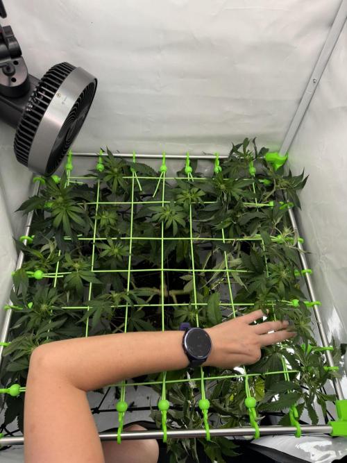 The Tropical Ice Cream One. Week 8