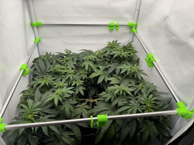 The Tropical Ice Cream One. Week 8