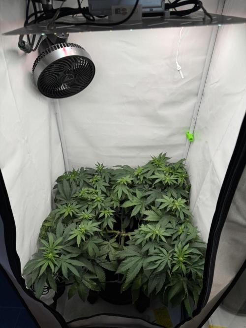 The Tropical Ice Cream One. Week 8