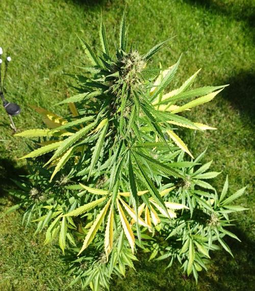 Pink Rozay Auto. Week 12