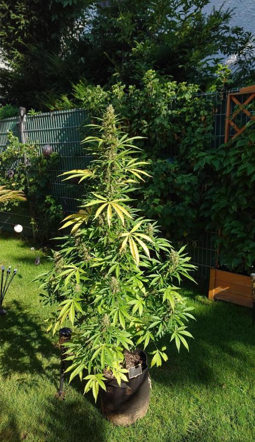 Pink Rozay Auto. Week 12