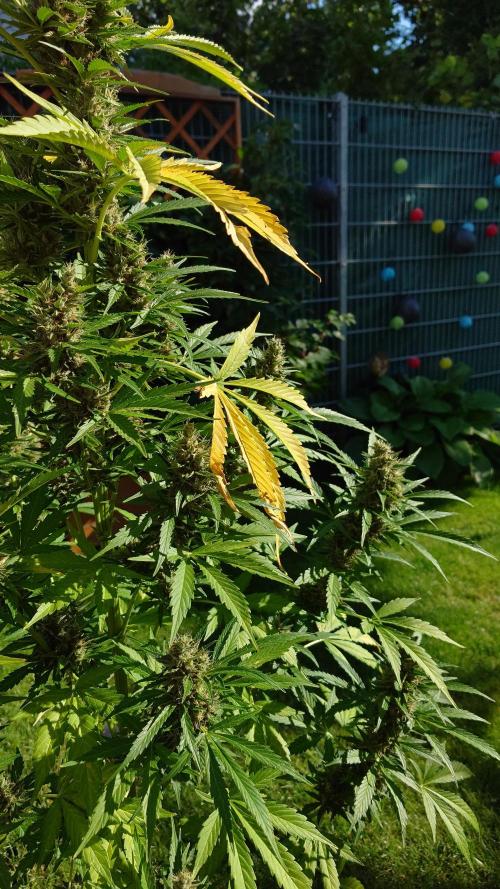 Pink Rozay Auto. Week 12