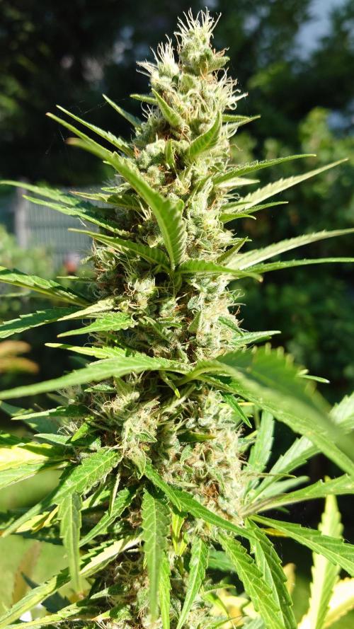 Pink Rozay Auto. Week 12