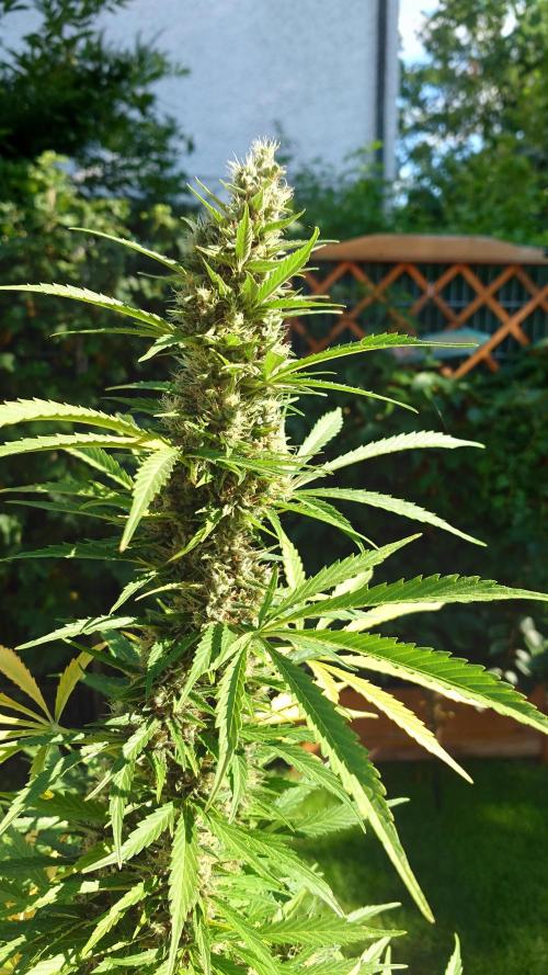 Pink Rozay Automatic. Week 12