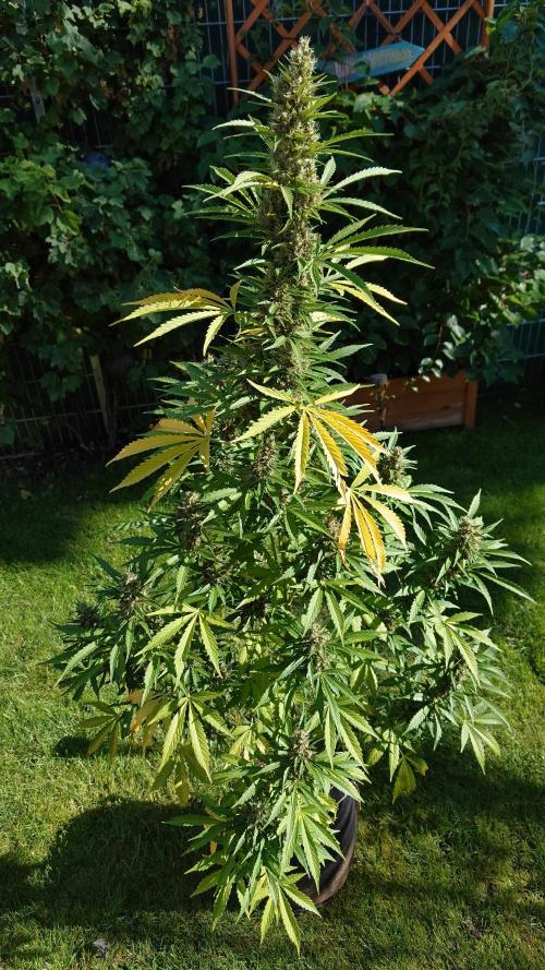 Zamnesia Seeds - Pink Rozay Automatic door SundancerS