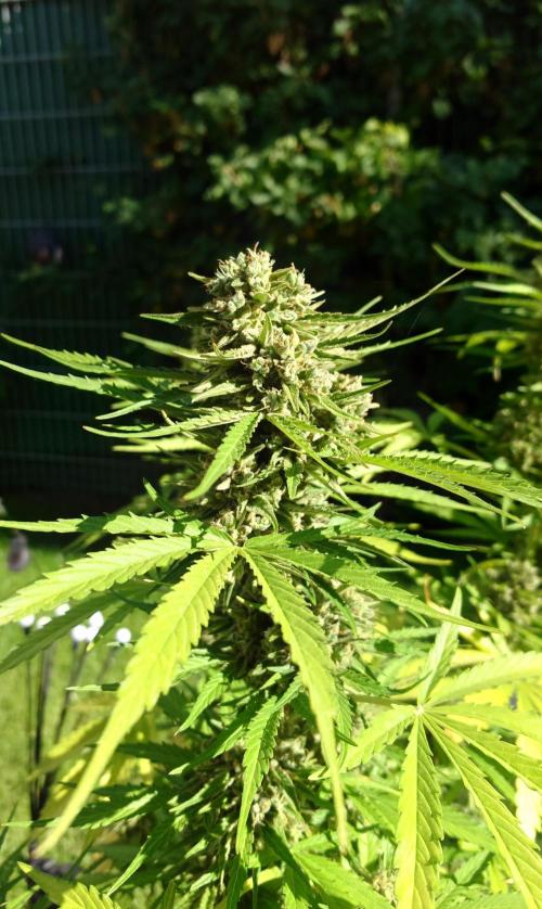 Green Crack F1 Auto. Week 12