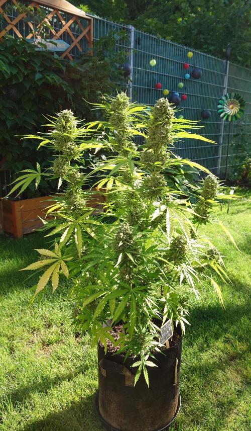 Green Crack F1 Auto. Week 12