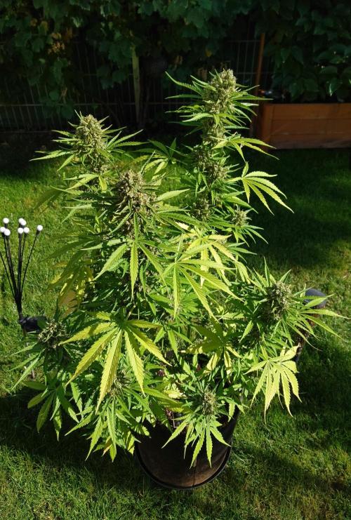 Green Crack F1 Auto. Week 12