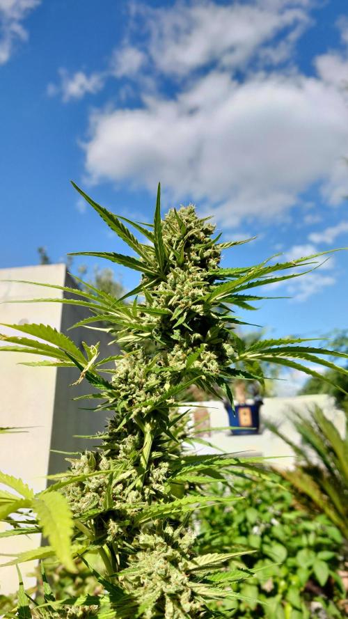 Green Crack F1 Auto. Week 12