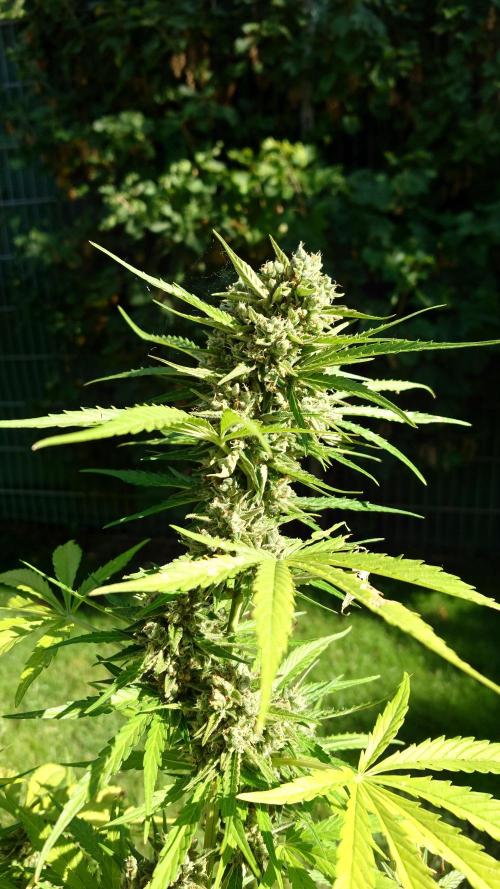 Green Crack F1 Auto. Week 12