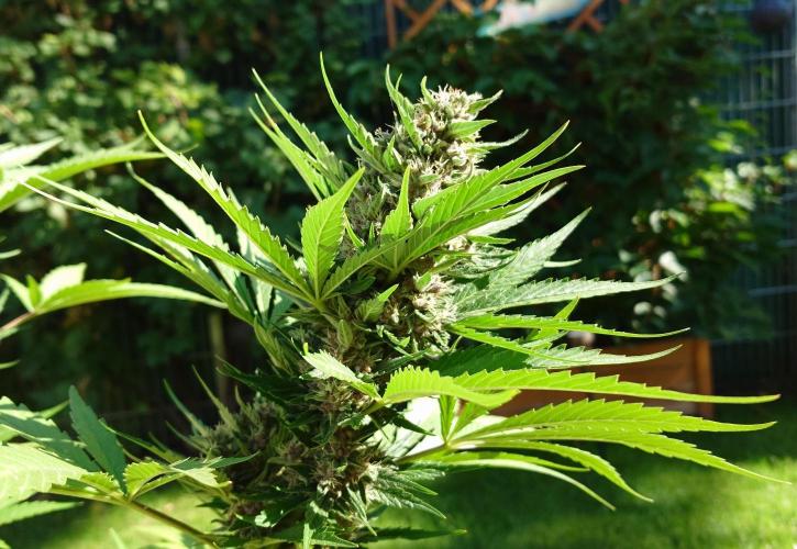 Banana Purple Auto. Week 9