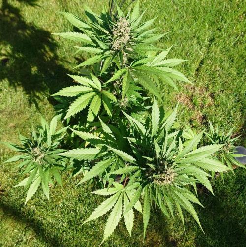 Banana Purple Auto. Week 9